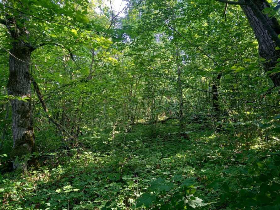 Salevere Salumägi